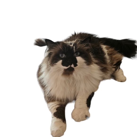 Meet your Posher, Erin - Picture 3 of 3